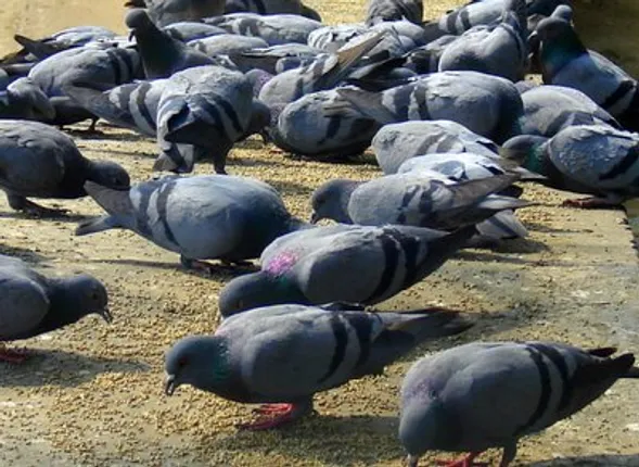 An Urban Bird Sanctuary