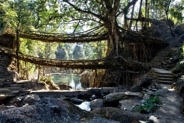 TBI Photo Essay - The Bridge Of Sighs: Meghalaya's Living Root Bridges
