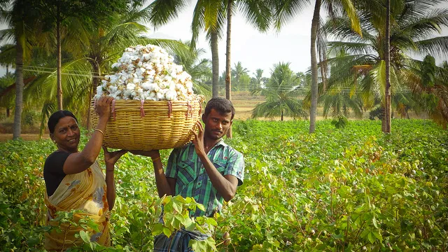 Video: How Kalaivani Used Organic Farming To Triple Her Profits
