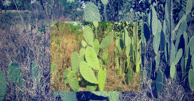 This Amazing Cactus With Hundreds Of Uses Can Help Farmers In Drought Prone Regions