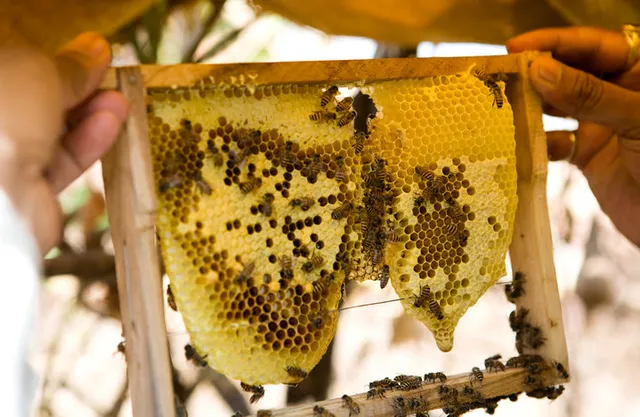 Do You Know That Bees Are Doubling The Yield Of Indian Farmers? Here's How.