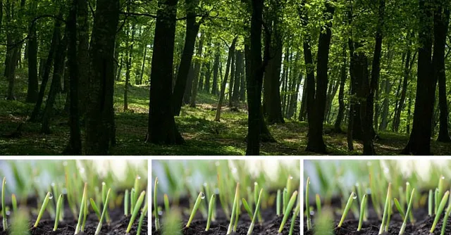 Himachal Pradesh has Earned Rs. 1.93 Crores through its Carbon Credits