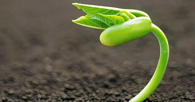 UP Government Gifts 4 Saplings to 'Just Married' Couples