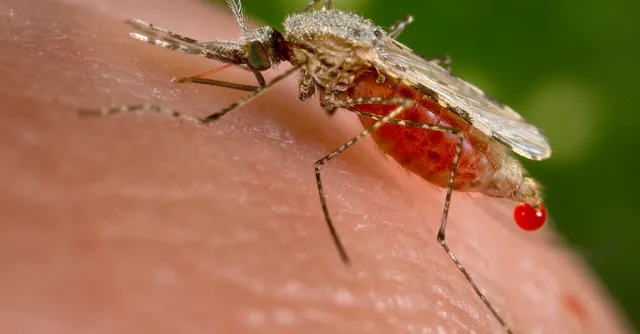 Indian Scientist Helps Make Revolutionary Discovery That Could End Malaria