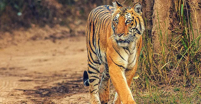 Roar! 70% of the World's Tigers Live in India Now