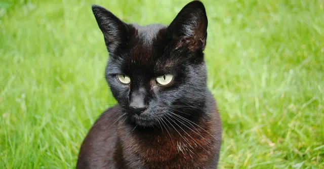 In Pictures: 5 Perfect Answers to Ridiculous Superstitions