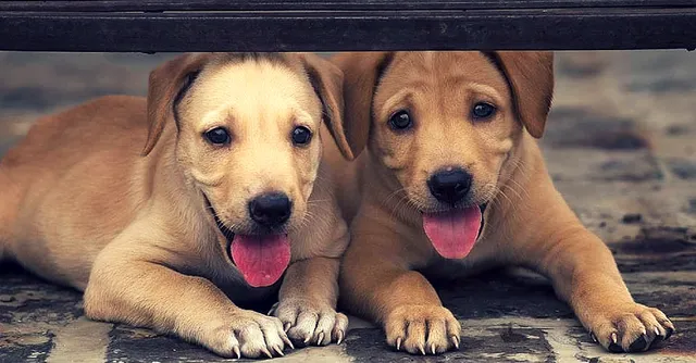 20 Most Adorable 'Pawsitive' Dog Quotes That Will Inspire You to Help a Furry Friend Right Away!