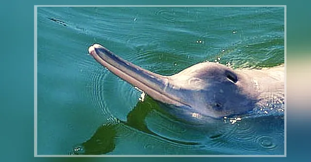 West Bengal Will Soon Have India's First Community Reserve for Dolphins