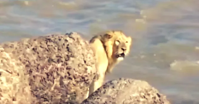 [VIDEO] Watch This Incredible Video of a Lion Being Rescued from the Ocean in Gujarat