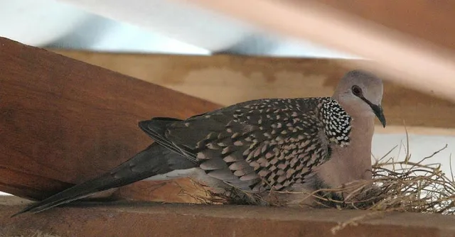 5 Beautiful Bird Nesting Stories from India that Show the Humane Side of Humans
