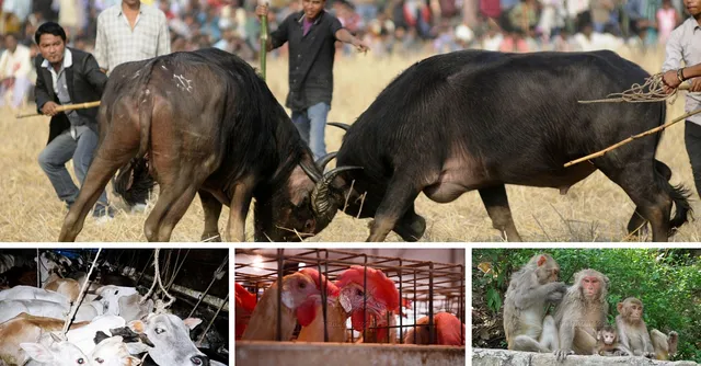 TBI BLOGS: 15 Animal Rights in India That Every Citizen Should Know