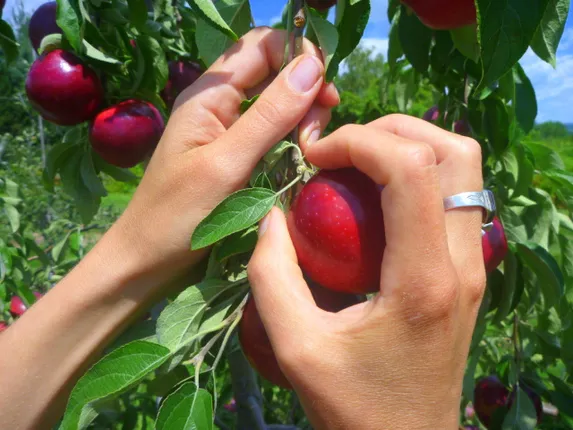 Harvesting Happiness : India's Best Orchards for Fruit Picking Holidays