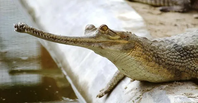 This Is One of India's Best Conservation Efforts as per National Geographic Society. Find Out Why!