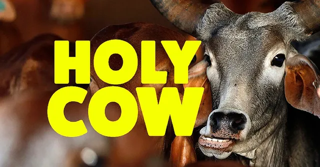 VIDEO: Cow Hospital in Rajasthan Treats More Than 1600 Deformed & Sick Cows