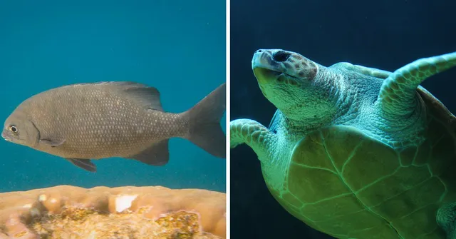VIDEO: 2 Student-Designed Underwater Robots That Caught DRDO's Attention