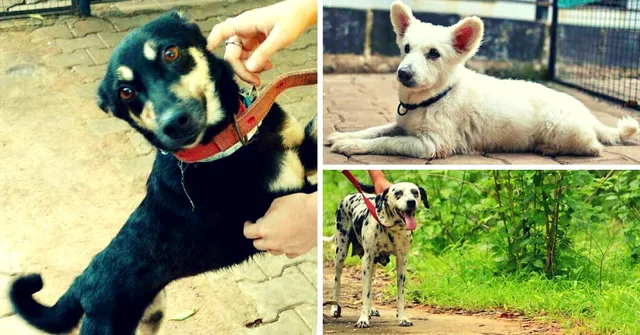 An Event in Bangalore Is Hosting an Adoption Drive for Adorable Senior Dogs