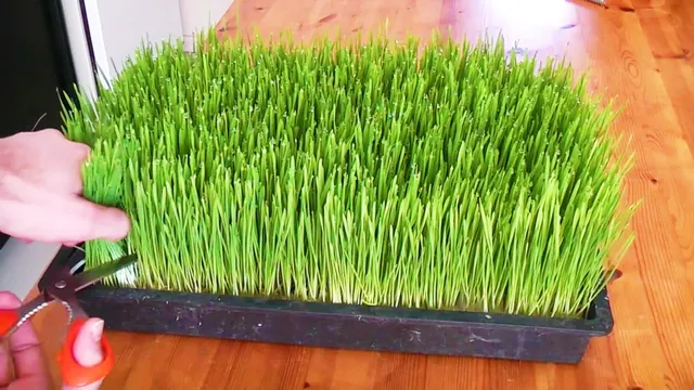 Super Greens: How to Grow Nature's Own Super Food at Home