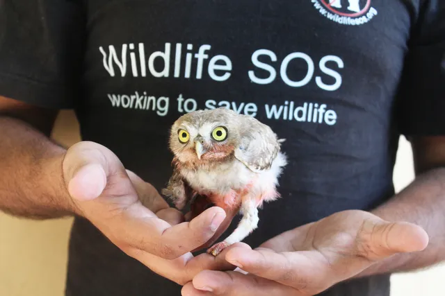 TBI Blogs: From Cages Back to the Wild – Helping India's Owls Escape Poaching and Illegal Trade