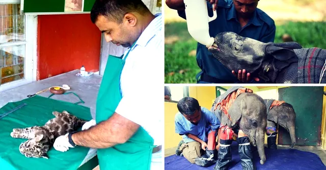 How a Determined Vet in Kaziranga Is Saving India's Orphan Animals
