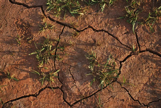 TBI Blogs: How the Supreme Court Came to the Rescue of India’s Drought Victims
