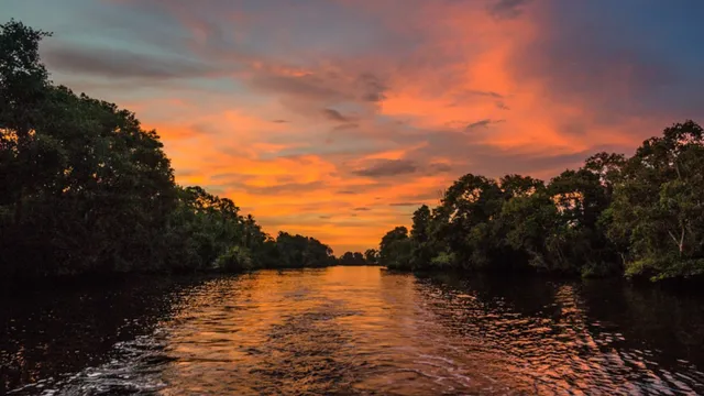 VIDEOS: Mangroves - Protecting Coastlines, Combating Climate Change & Saving Corals