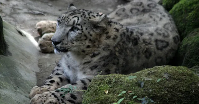 TBI Blogs: Did You Know That Preserving Ladakh’s Ecosystem Is Inherently Tied to Snow Leopard Conservation?