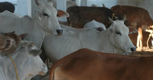Animal Lovers in Drought-Ridden Nilgiris Are Ensuring That the Cattle Don't Starve to Death