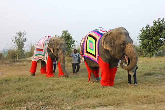 TBI Blogs: How Do Rescued Elephants Fight the Bitter Chill of Winter? With Jumbo Jackets, of Course!