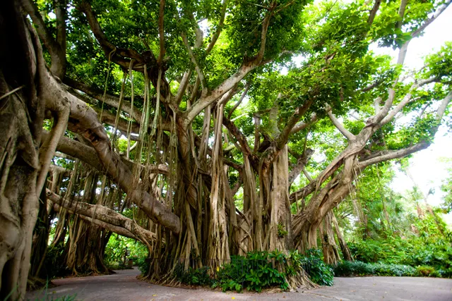 TBI's Tree Quiz: How Well Do You Know the Gentle Giants of India's Forests?