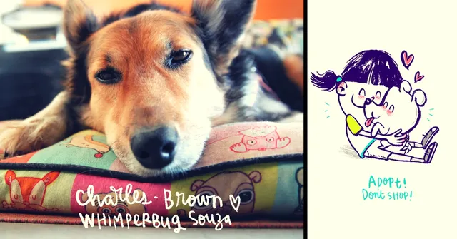 MY STORY: I Adopted an Indie Dog and He Became My Muse, and the Love of My Life