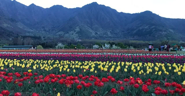 Bahaar-e-Kashmir: Check out Asia’s largest Tulip Garden in Srinagar