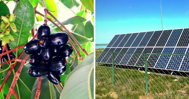 IIT Roorkee Scientists Are Using Jamuns to Make Cheap Solar Cells. We're Not Kidding!