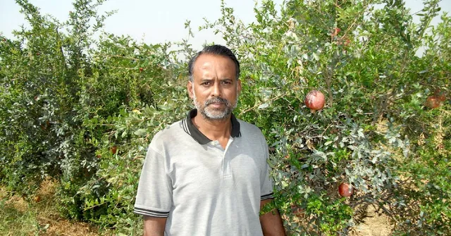 TBI Blogs: India Grows 6 of the World’s Finest Varieties of Pomegranates, Helping Farmers Make Huge Profits
