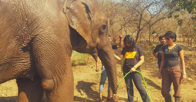 Dogs, Cows, Horses, Pigs & Even Elephants - This Pune Centre Rescues over 500 Animals Each Month