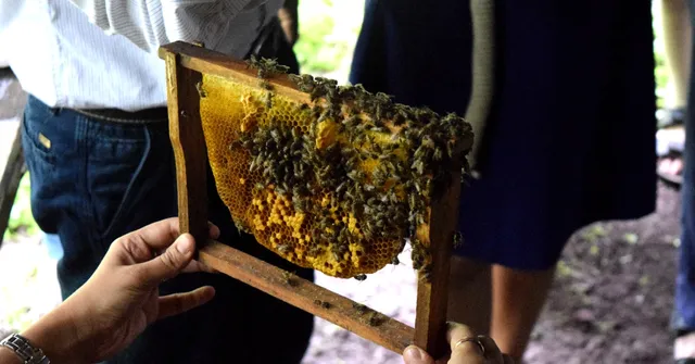 How a Story in The Better India Led to Happier Bees in Thane's Municipal Parks