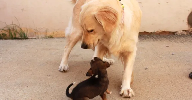 This Former Garbage Dump in Bengaluru is Now Every Dog Lover's Paradise