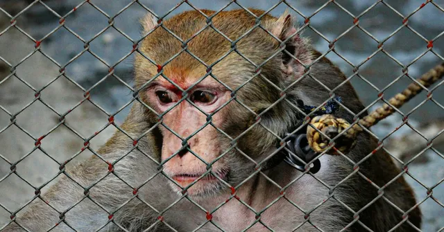 Personhood for Animals & More: Here's What India's First Animal Law Center Will Explore