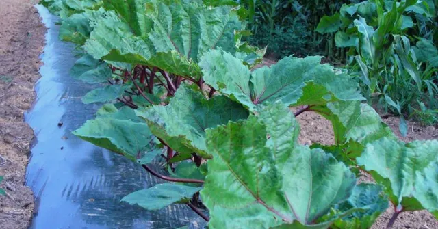 Okra in a Cement Bag: Former Cop is Now an Innovative Organic Farmer