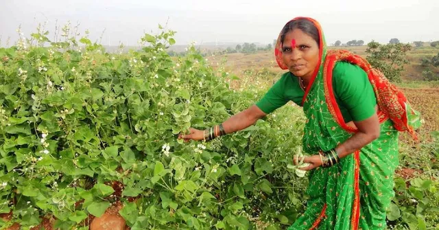 'Seed Mother' Rahibai's Story: How She Saved Over 80 Varieties of Native Seeds!