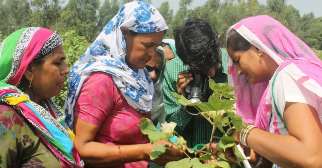 No Pesticides, & yet Bountiful Cotton Crops - the Secret of Farmers in Haryana & Punjab