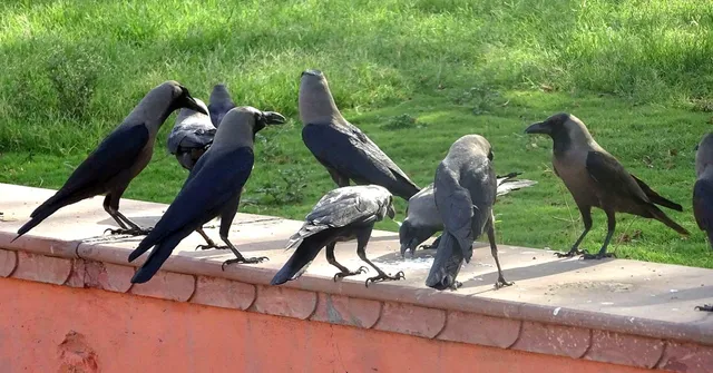 Cigarette Butts & Crows? This Dutch Company's Idea Could Help India Tackle Our Waste Crisis