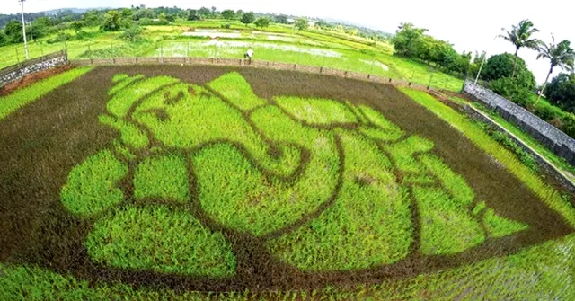 How Japan's Unique Paddy Art is Revitalising a Tiny Maharashtrian Village