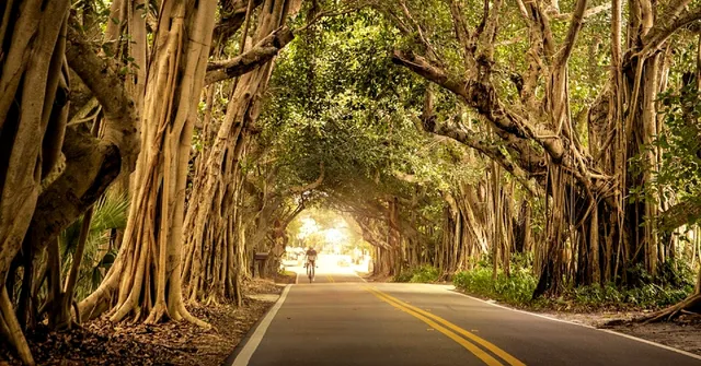 Using Just Bath and Kitchen Waste Water, This Chennai Man Nurtures Around 300 Trees!
