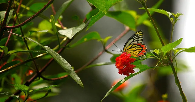 DD Prakriti: India's Indigenous Answer to Nat Geo and Discovery. Coming Soon!