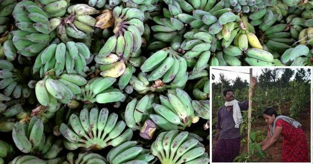 How This Tribal Couple Transformed a Barren Hill Into a Bountiful Farm!