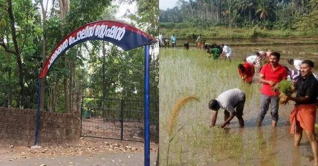 Kerala Cops Try a Hand in Farming by Cultivating Paddy in Kannur's Fallow Fields