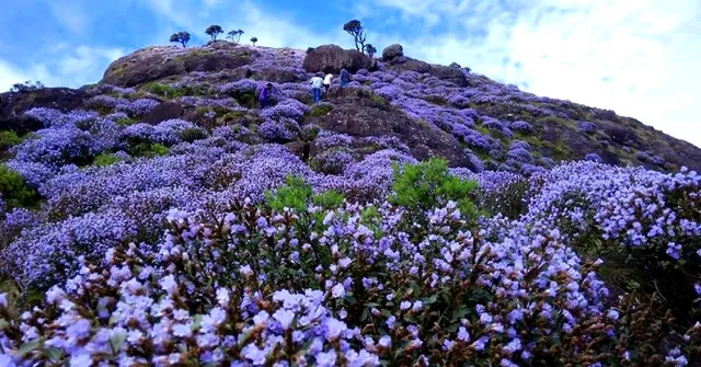 Painting the Niligiris Blue Once in 12 Years, Behold the Mysterious Neelakurinji