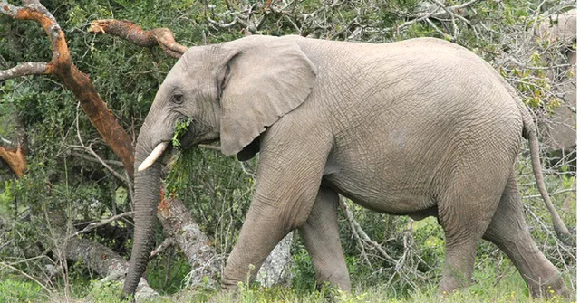 This Elephant Rescue Operation Takes 'Kindness to Animals' to Another Level!