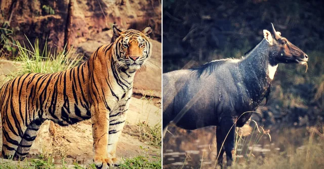 Don't Destroy Nature: How to Be a Considerate Wildlife Enthusiast