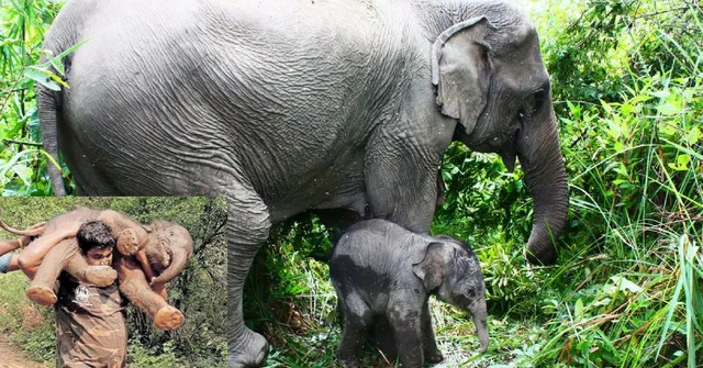 Watch: Mettupalayam Forest Official Carries Baby Elephant to Its Mother!